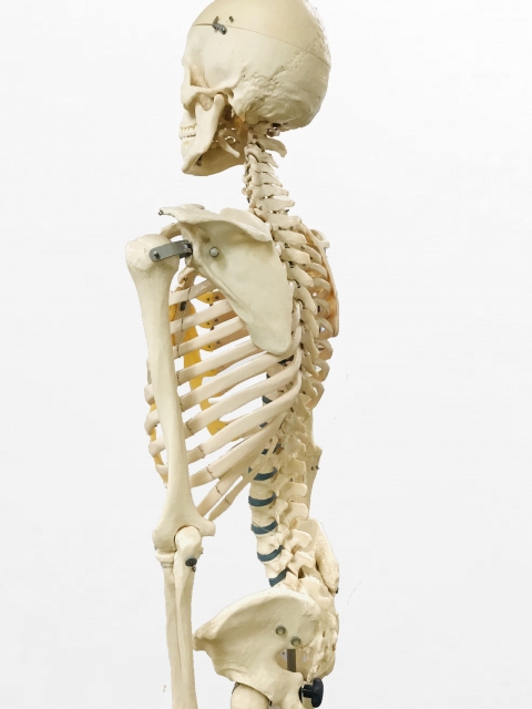 良い姿勢は、首の骨、背骨、腰の骨が自然なS字カーブを描いています。