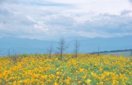 長野県にある霧ヶ峰の風景。ニッコウキスゲが咲いています。