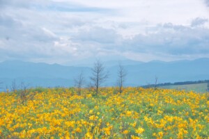 長野県にある霧ヶ峰の風景。ニッコウキスゲが咲いています。