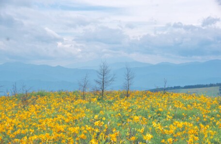 長野県にある霧ヶ峰の風景。ニッコウキスゲが咲いています。