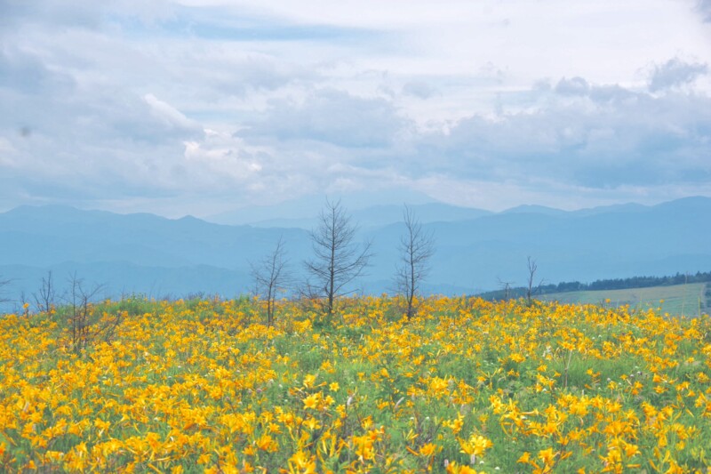 長野県にある霧ヶ峰の風景。ニッコウキスゲが咲いています。