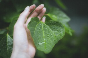 朝露、葉っぱ、手。気づきはどこにでも転がっている。
