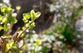 春に向かう季節の木の芽