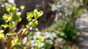 春に向かう季節の木の芽