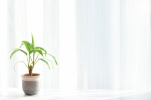 窓辺で朝の光を浴びながら呼吸を整える時間