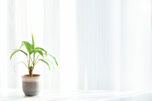 窓辺で朝の光を浴びながら呼吸を整える時間