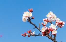 早春の空気の中で春を探すイメージ