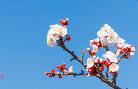 早春の空気の中で春を探すイメージ