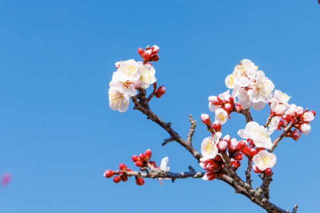 早春の空気の中で春を探すイメージ