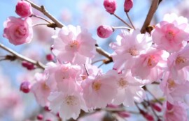 やわらかい春の光の中で咲く桜の花