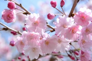 やわらかい春の光の中で咲く桜の花