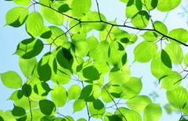5月の新緑を見て呼吸を整えるイメージ