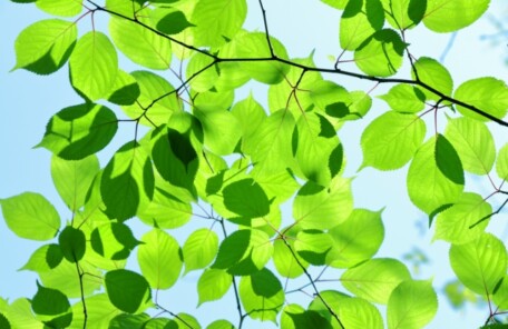 5月の新緑を見て呼吸を整えるイメージ