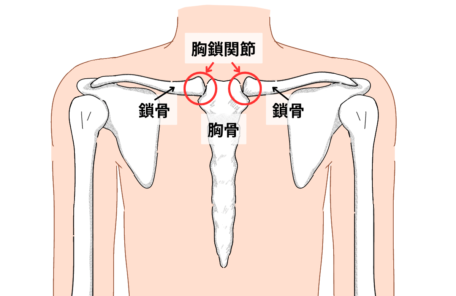 胸鎖関節の位置を示したイラスト。胸骨と鎖骨の接続部を赤丸で示している。
